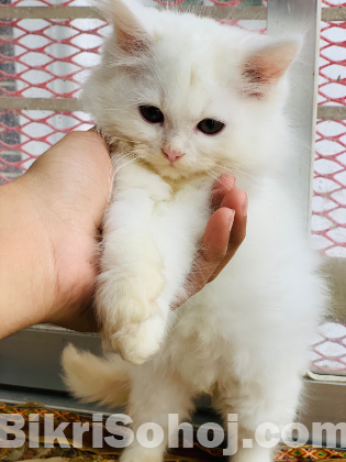 Traditional persian